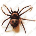 Cache "Bestiole" - Grosse araignée
