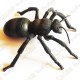 Cache "Insecto" - Gran Hormiga