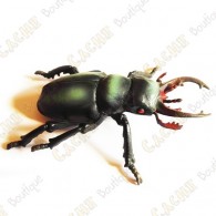 Cache "Insecto" - Gran escarabajo