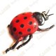 Cache "insect" - Large ladybug