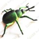 Cache "Bestiole" - Gros scarabée vert