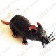 Cache "Inseto magnética" - Rato preto