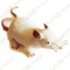 Cache "Bestiole" - Rat blanc
