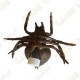Cache "Bestiole" - Araignée