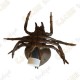 Cache "insect" - Spider