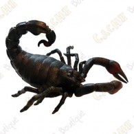 Cache "Bestiole" - Scorpion