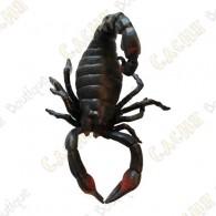 Cache "insect" - Scorpio