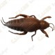 Cache "insect" - Cockroach
